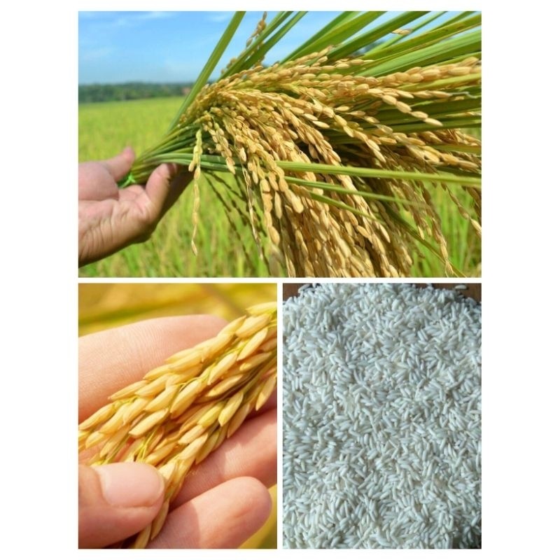 cod 1kg benih bibit padi ketan putih super