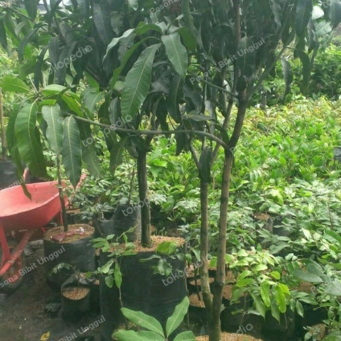 Bibit Mangga Harum Manis Probolinggo Tinggi 2 Meter Batang Besar