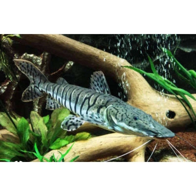 hiasan aquarium TSN leopard catfish size 12 CM GARANSI DOA comtank tankmate