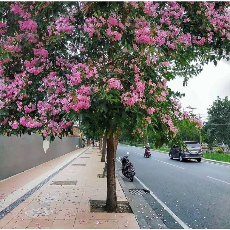 tanaman sakura tabebuya tinggi 3-4 meter bunga pink batang besar
