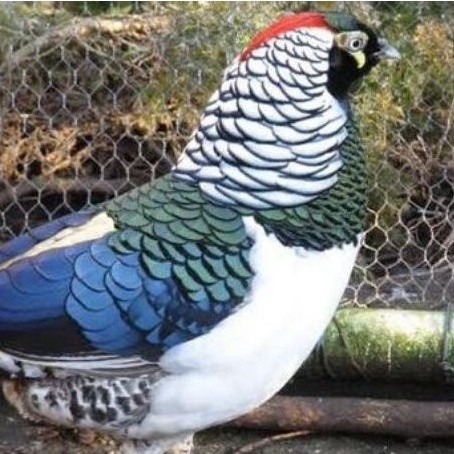 telur ayam hias lady Amherst's Pheasant