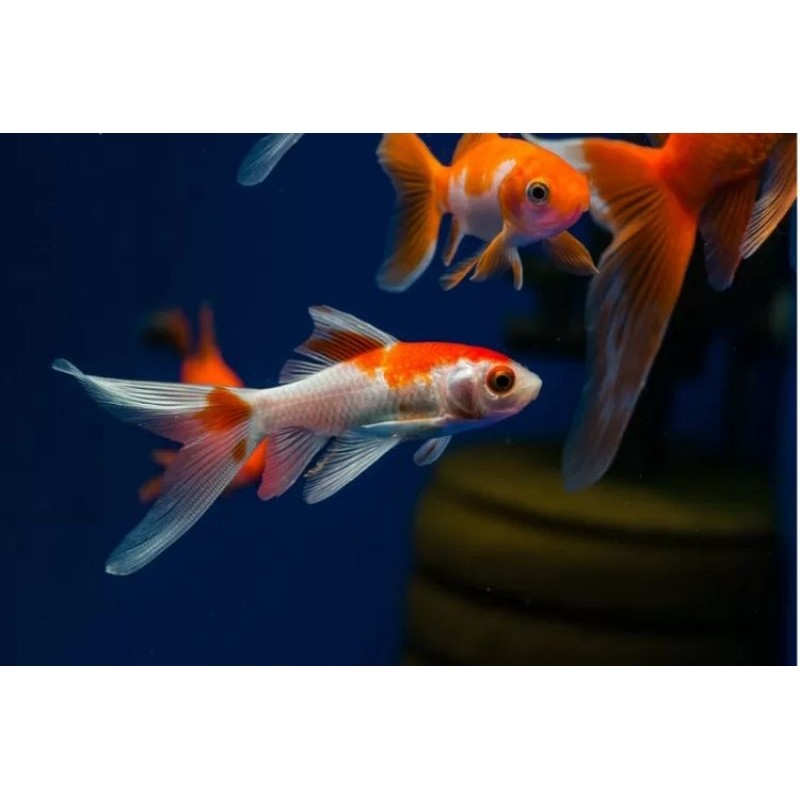 stetc PROMO paket 6 ekor komet slayer ekor panjang