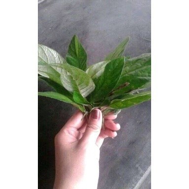 

Promo Daun reundeu segar(250gram) COD