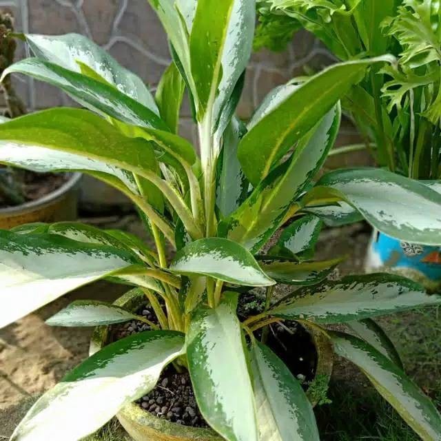 Tanaman hias Aglaonema Sri rezeki Silver