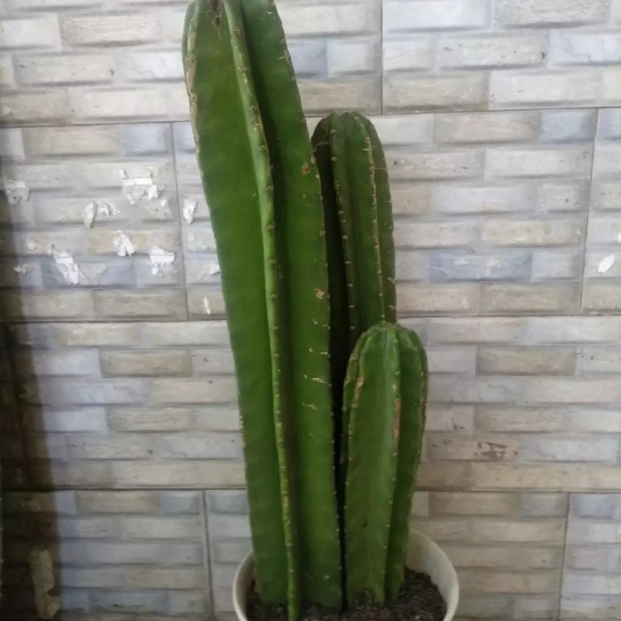 

TERLARIS!!! PAKET 3 KAKTUS KOBOI // TANAMAN HIAS KAKTUS BELIMBING