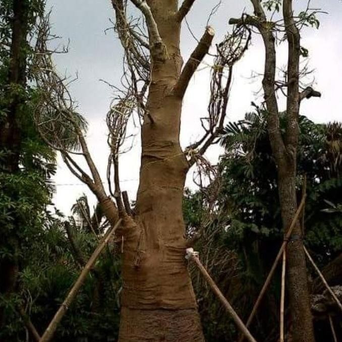 OBRAL 5 Bibit Pohon Kaki Gajah Baobab Afrika