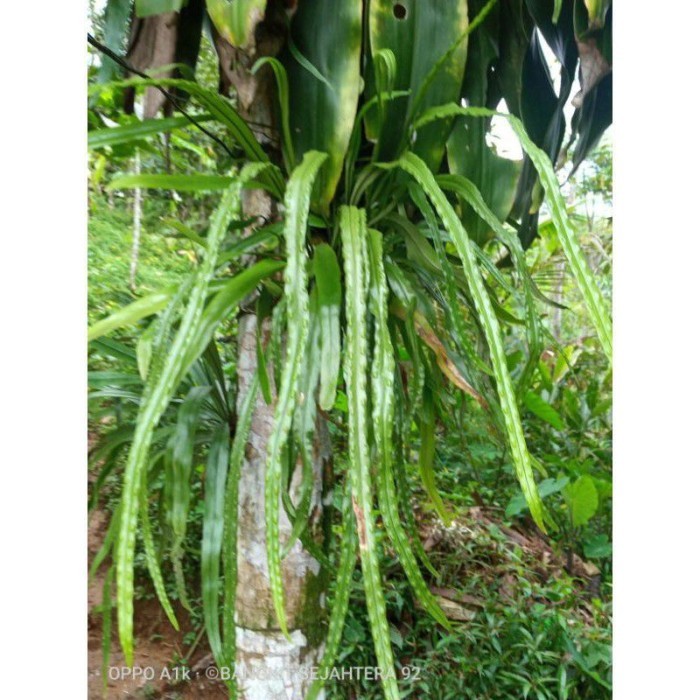 kadaka rumpai trotol