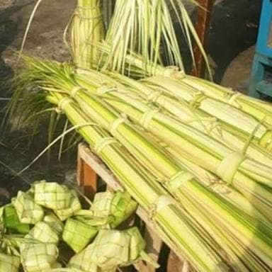 

New Promo Janur kelapa atau daun kelapa muda COD