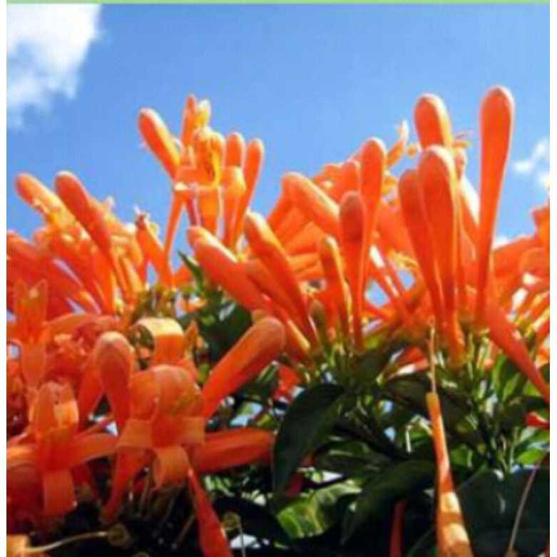 Tanaman Hias Merambat Stefanot Ungu Dan Orange/Garlic Vine/Flame Vine/tanaman pergola