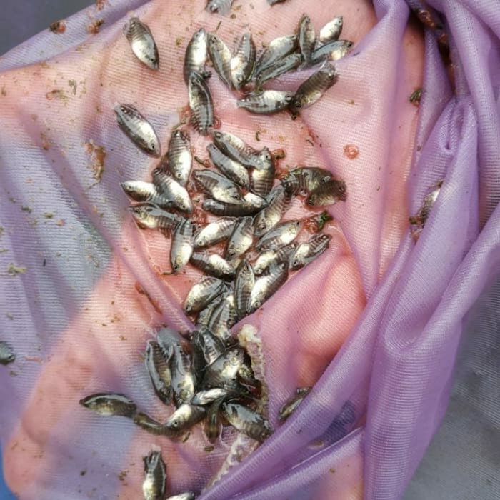 paket 50 bibit ikan gurame nguaci