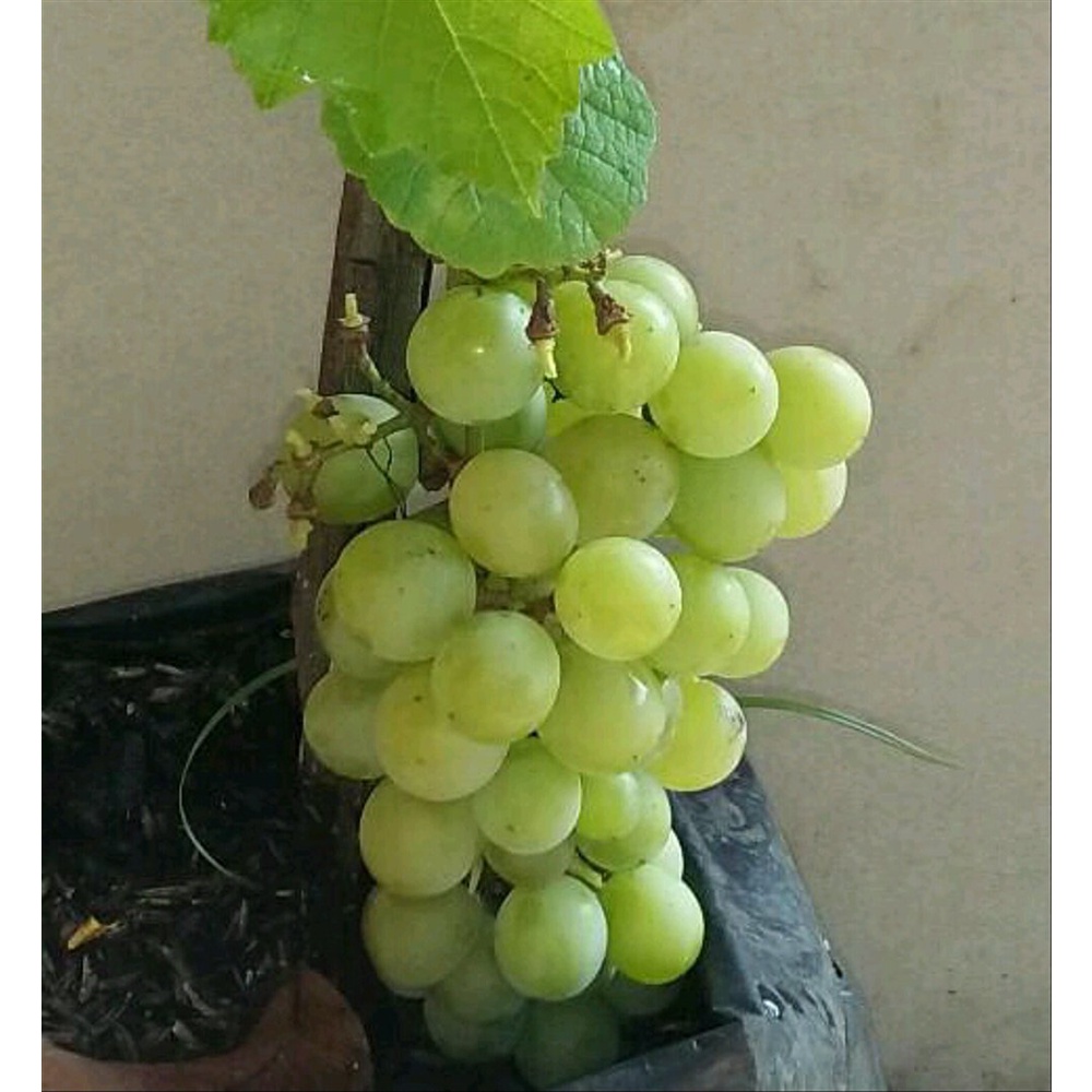 Anggur Hijau (Coccoloba uvifera ) bibit tanaman buah