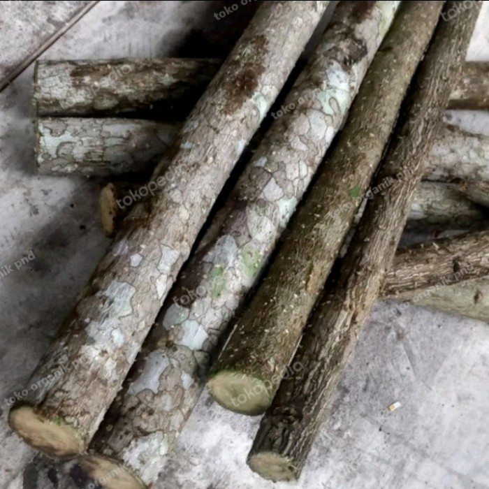 bibit stek batang pohon gamal.stek pohon Gamal