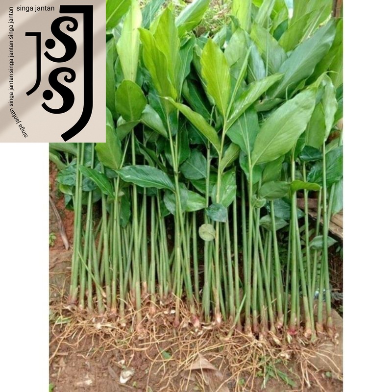 Bibit Kapulaga 1 kg Unggulan