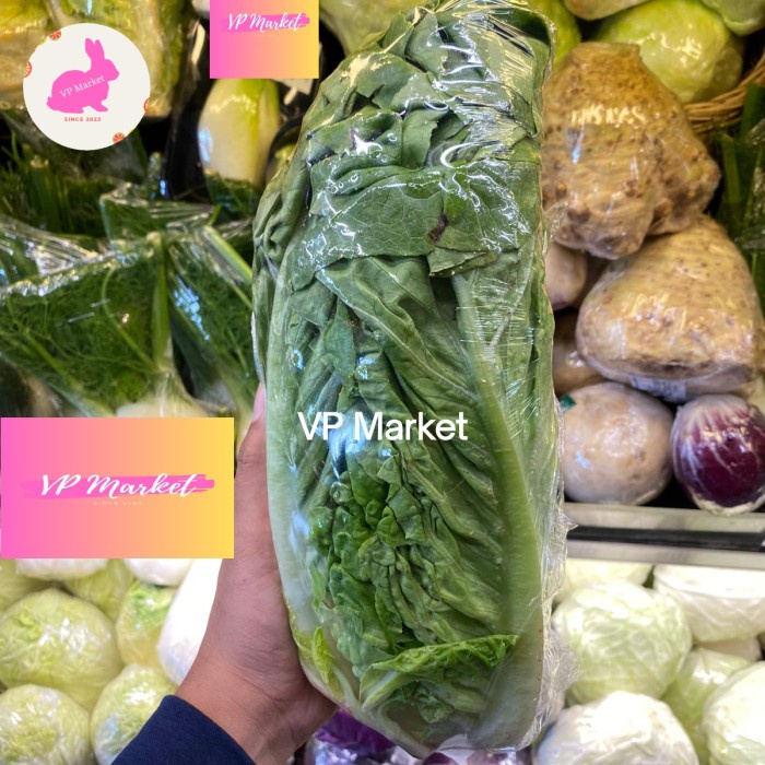 

Lettuce Romaine Australia Fresh Import | Selada Romania |Pcs