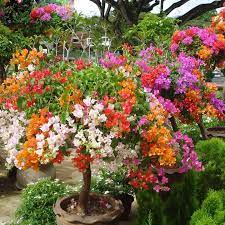 Bibit Bunga Kertas Bougenville 5 Warna Murah Cepat Berbunga Tanaman Hias