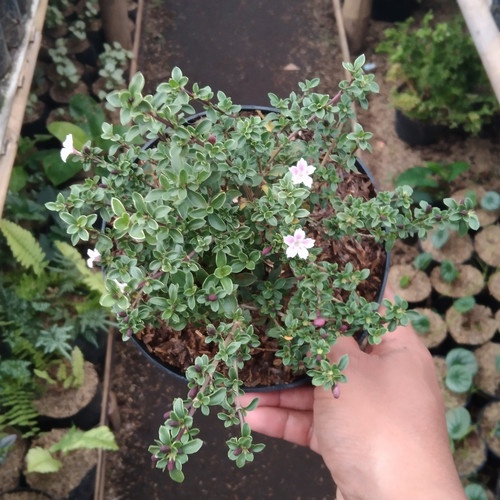 BUNGA SERIBU BINTANG MIKRO - Tanaman Hias Seribu Bintang Mikro ( Bahan Buat Bonsai )