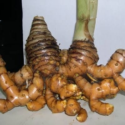 

COD TERMURAH Temulawak segar herbal alami 1 kg - temulawak segar, 1 kg