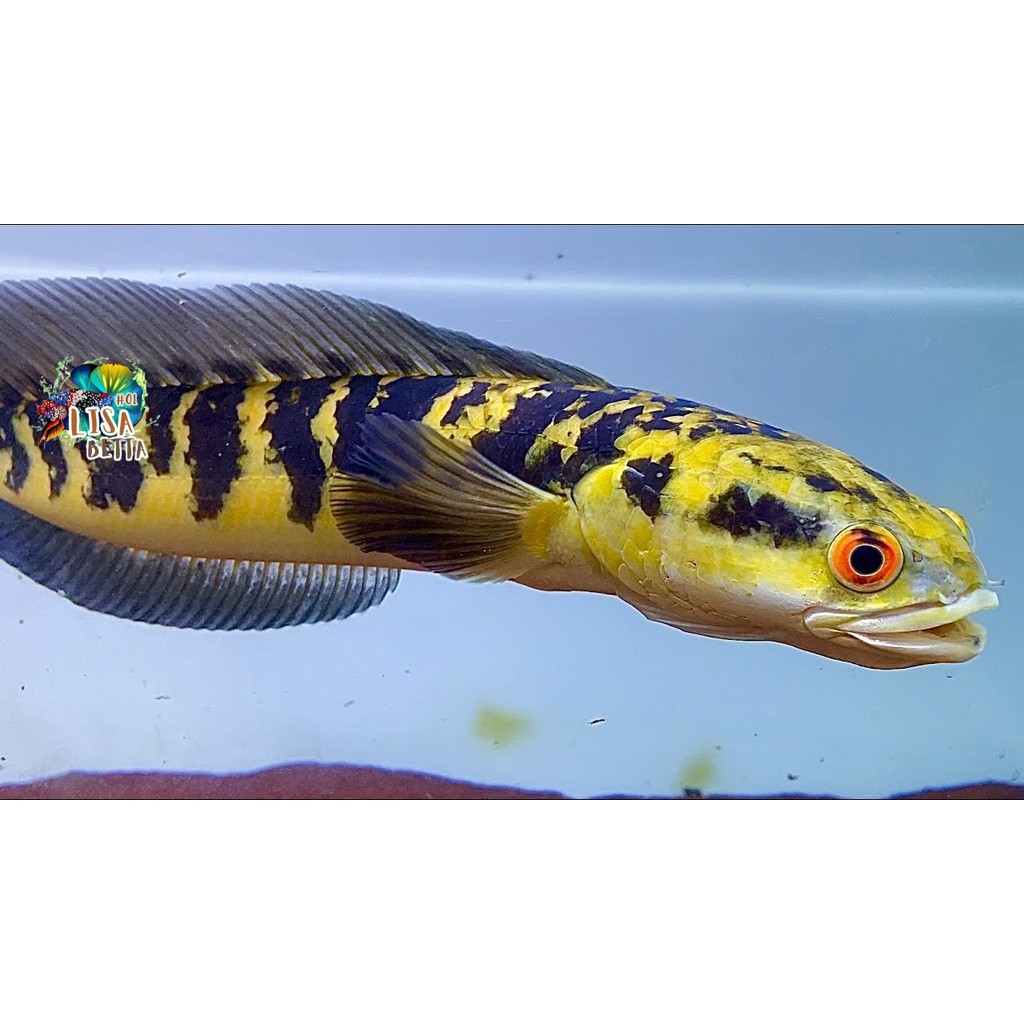 pemanis aquarium Baby Channa Maru ys Yellow Sentarum Size 4CM-5CM Sampai 17CM-19CM Bahan Progres Sor