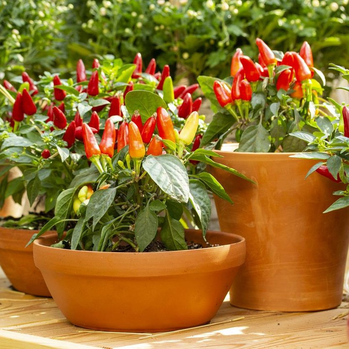 Tanaman Hias Konsumsi Cabe / Cabai / Lombok Pelangi ( Sudah Berbuah ) - Tanaman hias Cabe hias - bib