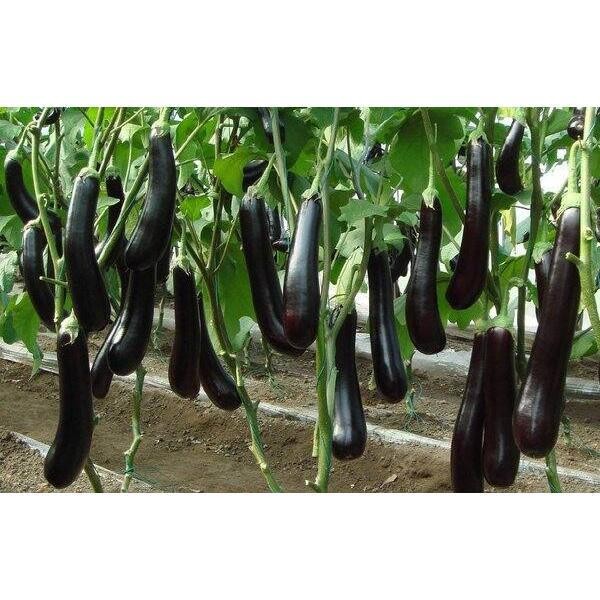 50 BUTIR BIJI / BENIH TERONG HITAM PANJANG