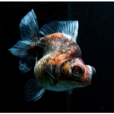 Ikan Demekin Besar Ikan Hias Aquarium Aquascape Per Ekor