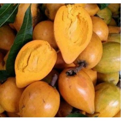 

Buah Alkesah - Buah Herbal Sawo Mentega (Alkesah) 1 kg