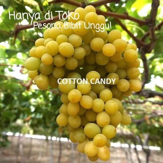 Bibit Anggur Import Cotton Candy Grafting Super