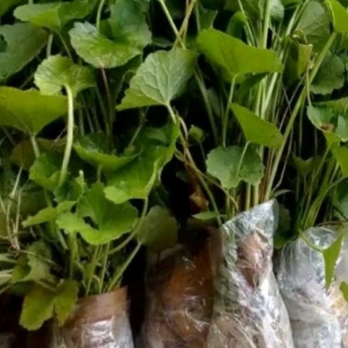 

BIBIT PEGAGAN ANTANAN SEGAR, BELI 5 GRATIS 1PCS berkualitas dan bisa cod