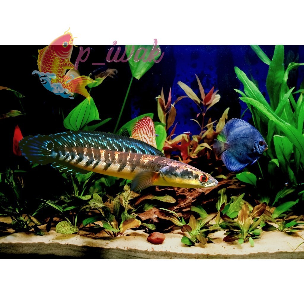 bigsale GARANSI 100% MARU YELLOW SENTARUM JOMBO 25 CM BAHAN KONTES p iwak