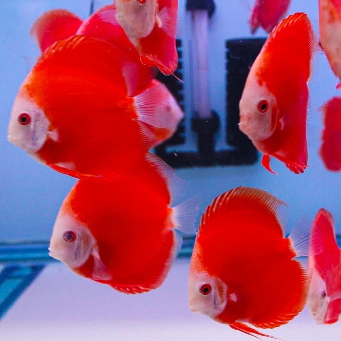 Discus Red Melon / Ikan Discus Merah
