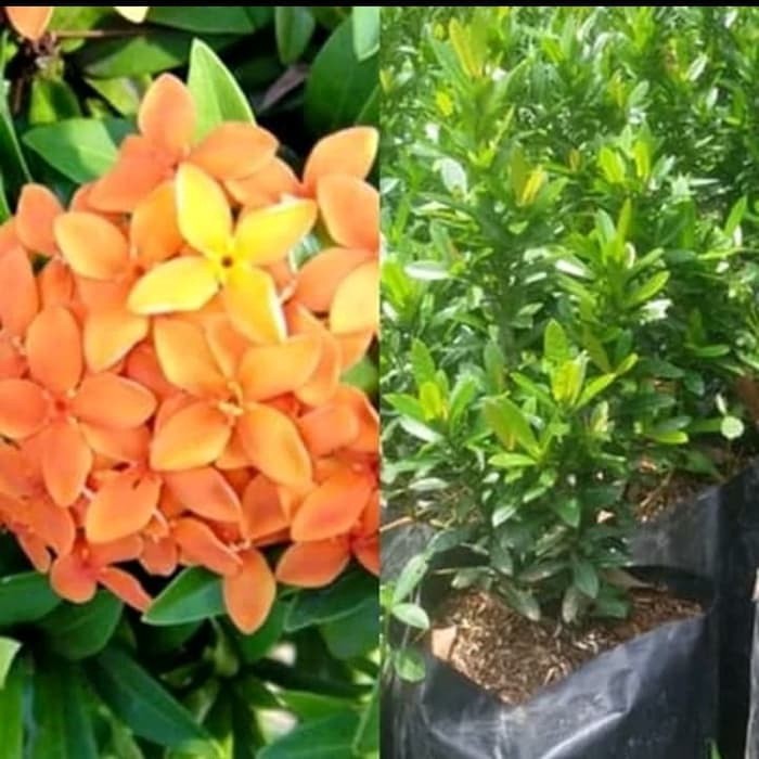 PROMO Tanaman hias Asoka bunga orange - bibit Asoka bunga orange