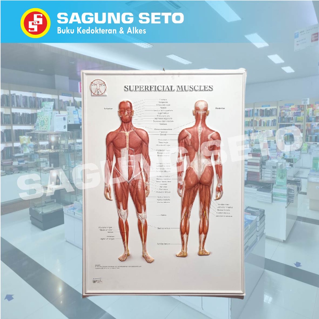 POSTER SUPERFICIAL MUSCLE 3D   / POSTER OTOT PUNGGUNG DANGKAL 3D
