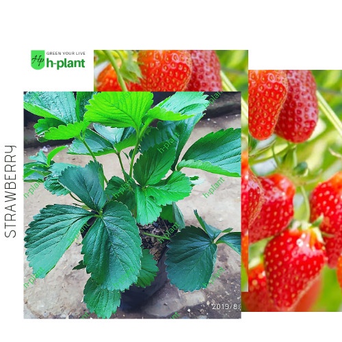 RRK bibit strawberry australia-strawberry jumbo