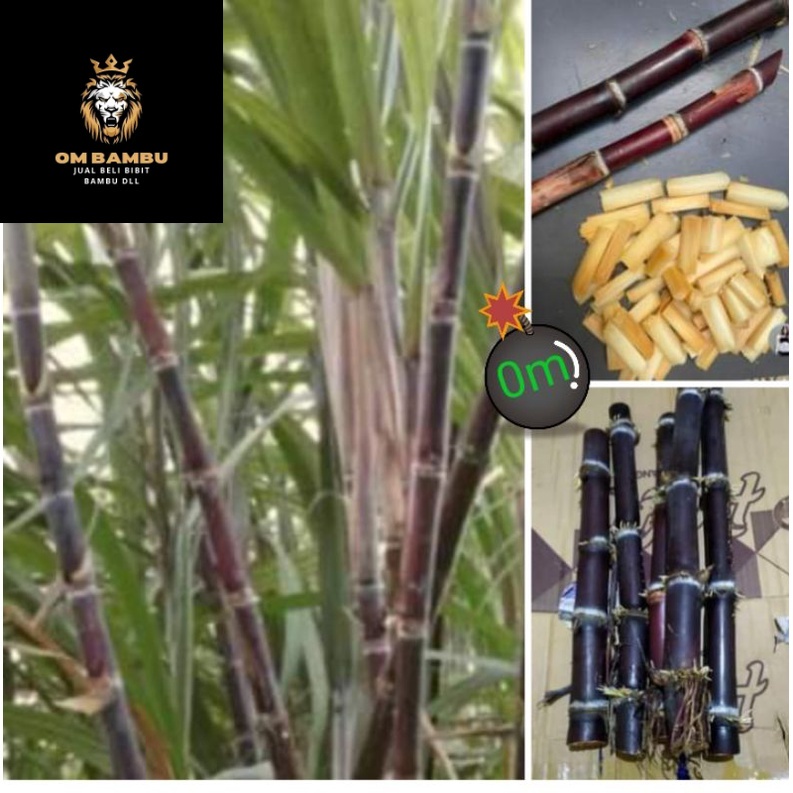 

tebu ireng tebu hitam tiwu hideng 40cm manis promo