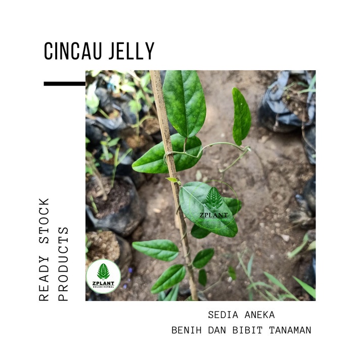 Bibit Tanaman Cincau Jelly Rambat - Pohon Daun Cincau Hijau Herbal
