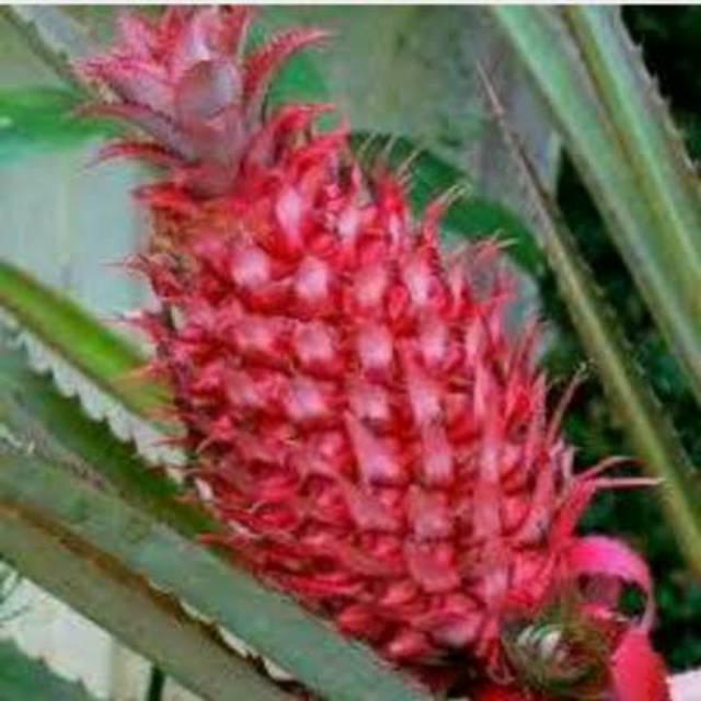 

Jual Nanas Merah Fres