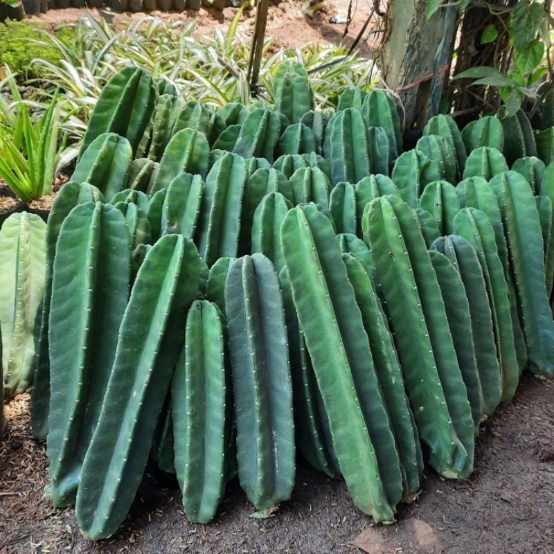 Pohon Kaktus koboi Tinggi 40-50CM Tanaman Hias Kaktus koboi Murah - Tanaman Hias Hidup Kaktus koboi
