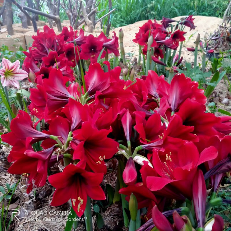 PAKET 1KG UMBI BAKUNG AMARILIS BUNGA MERAH-PAKET UMBI AMARILIS