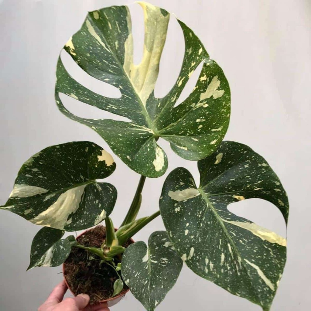 Monstera Thai Constellation