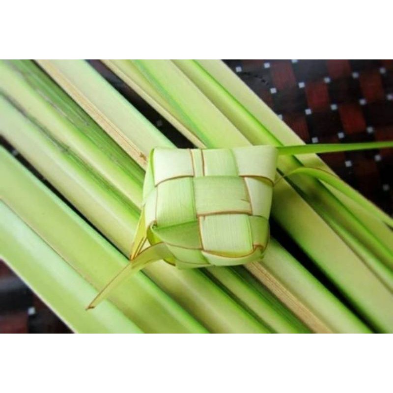 

New Promo janur daun ketupat atau daun kelapa muda Bisa COD Pranaja store