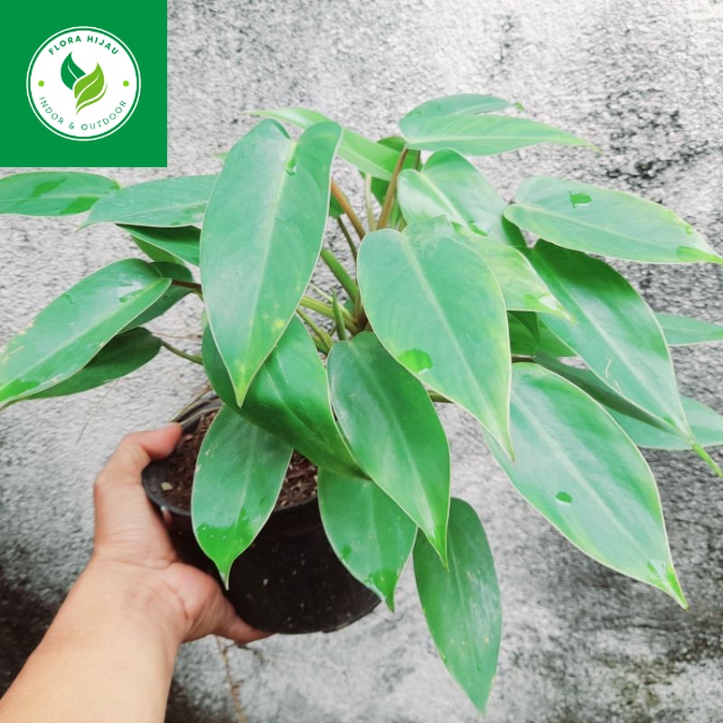 ~ ( BISA COD ) Tanaman Hias Green Emerald - Philo Karet Rimbun Tanaman Hidup Philodendroon / Bunga H