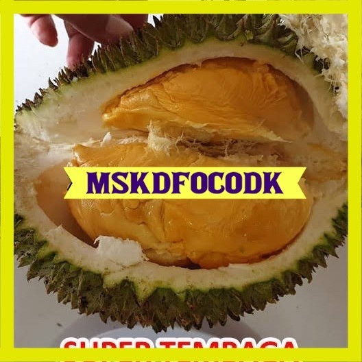 Bibit durian tembaga bangka super