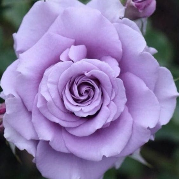 Bibit Bunga Mawar Ungu Tua