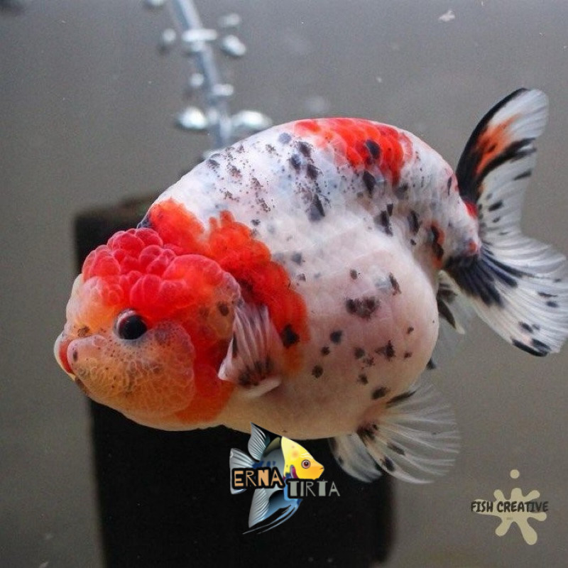 Kebutuhan aquarium ranchu panca warna bebi paket 3 pcs bonus pelet