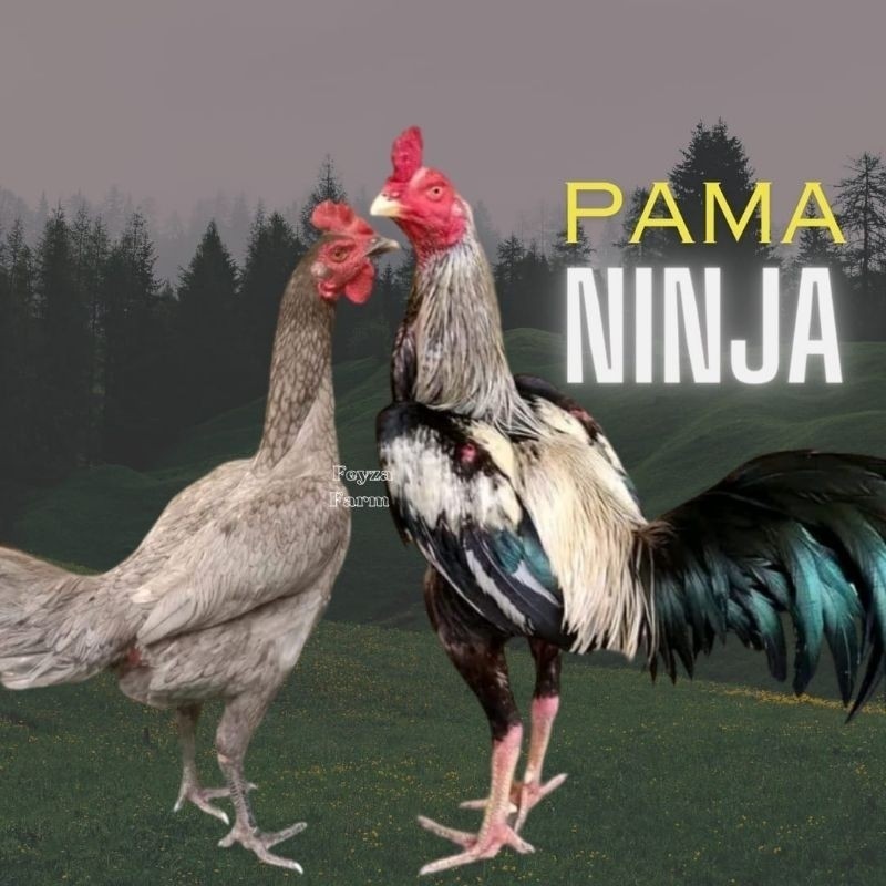 

telur ayam pama ninja original petarung bisa untuk di tetaskan