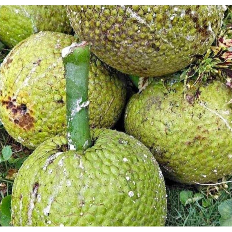 

Buah Sukun mentah 1kg lebih