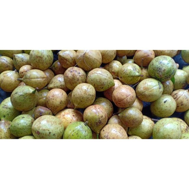 

buah pala segar 500 gram