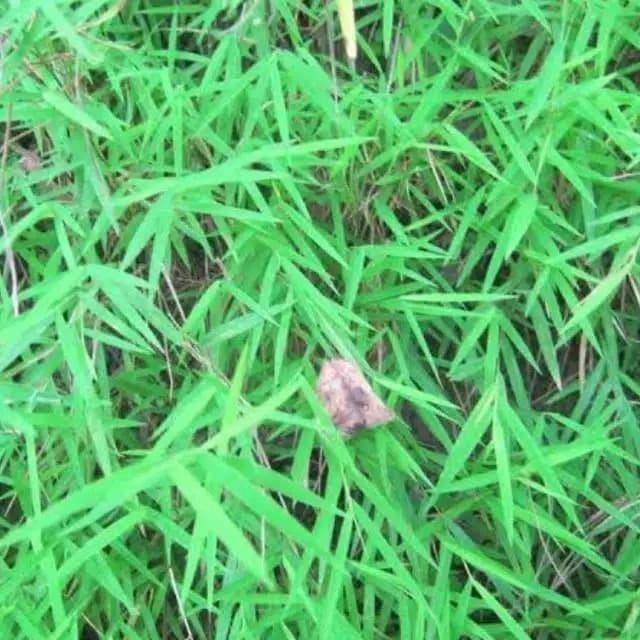 herbal daun rumput bambu 250 gram