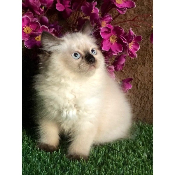 kucing Himalaya ragdoll