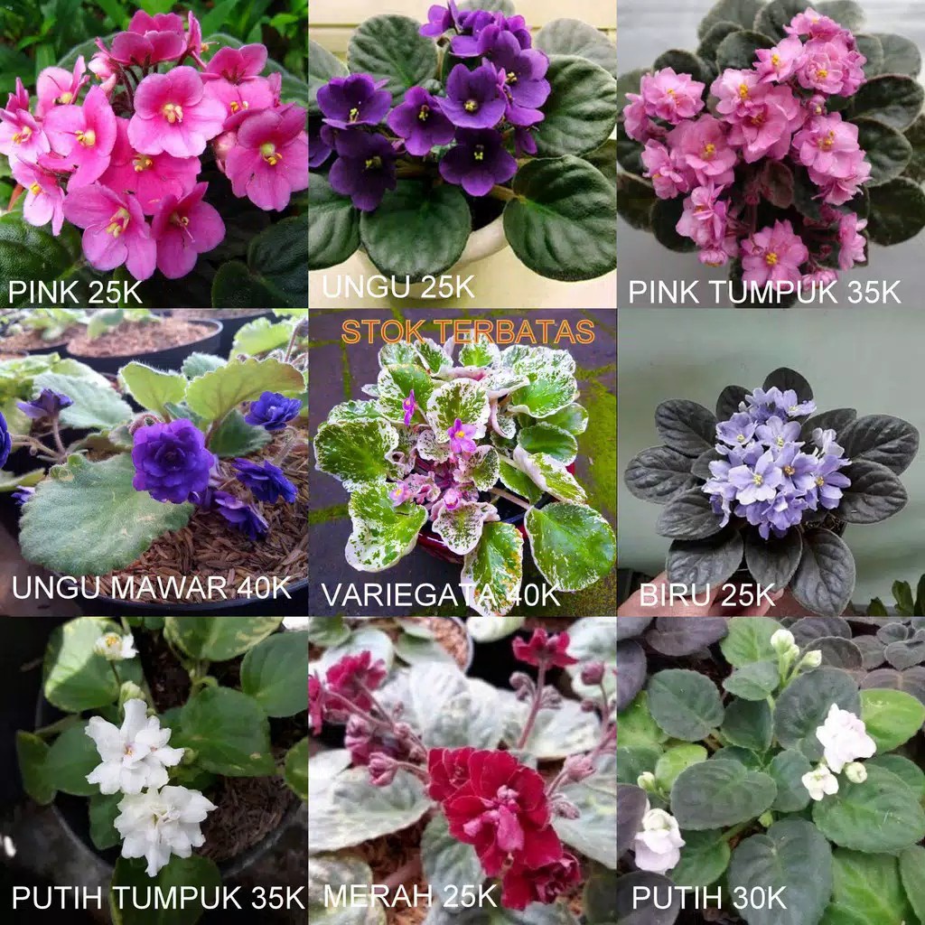 Tanaman Hias Hidup Bunga Violces - Bunga African Violet
